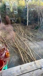 Wilgentenen - Wilgentakken, Tuin en Terras, Volle zon, Vaste plant, Bloeit niet, Ophalen