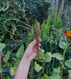 Wilgentenen libel tuin decoratie, Ophalen of Verzenden, Nieuw, Hout, Dierenbeeld