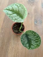 Epipremnum stek met groot blad, Ophalen, Overige soorten, Minder dan 100 cm