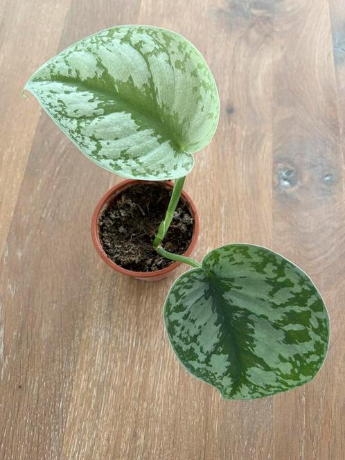Epipremnum stek met groot blad, Huis en Inrichting, Kamerplanten, Overige soorten, Minder dan 100 cm, Ophalen