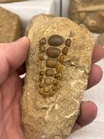 Vissen tanden, Ophalen of Verzenden, Fossiel