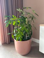 Schefflera kamerplant in pot, Huis en Inrichting, Kamerplanten, Ophalen, 100 tot 150 cm, Overige soorten, Halfschaduw