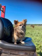 Gezocht: Lieve hond/pup, Dieren en Toebehoren, 15 weken tot 1 jaar, CDV (hondenziekte), Teef, Eén hond