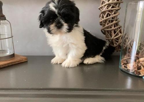 Mooie Boomerpup, Dieren en Toebehoren, Honden | Chihuahua's en Gezelschapshonden, Meerdere dieren, Overige rassen, Particulier