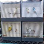 grasparkieten, Meerdere dieren, Parkiet, Geringd
