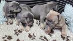 Franse Bulldog Pups, Dieren en Toebehoren, Honden | Bulldogs, Pinschers en Molossers, CDV (hondenziekte), 8 tot 15 weken, Bulldog