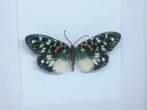 vlinder Erasmia Pulchella, Verzamelen, Dierenverzamelingen, Nieuw, Overige soorten, Opgezet dier, Ophalen of Verzenden