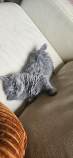 Britse langhaar kittens, Dieren en Toebehoren, Katten en Kittens | Raskatten | Langhaar, Poes, Ingeënt, 0 tot 2 jaar