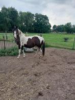 Barok Pinto bont paard, Dieren en Toebehoren, Ophalen