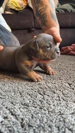 American Bully Pocket, Dieren en Toebehoren, Honden | Bulldogs, Pinschers en Molossers, Rabiës (hondsdolheid), Overige rassen