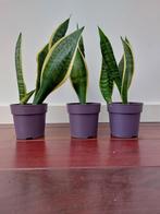 3 sanseveria’s, zeer makkelijke plant, Huis en Inrichting, Kamerplanten, Overige soorten, Minder dan 100 cm, Groene kamerplant