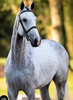 Springpaard 1.30 corland 12 jaar, Merrie