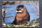 Een otter, Verzenden, 1960 tot 1980, Ongelopen, Waterdier