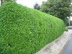 TE KOOP: Coniferen haag, Tuin en Terras, Bloeit niet, Halfschaduw, 100 tot 250 cm, Overige soorten