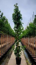 Liquidambar  Slender Silhouette🌿🍁 zuil Amberboom, Ophalen