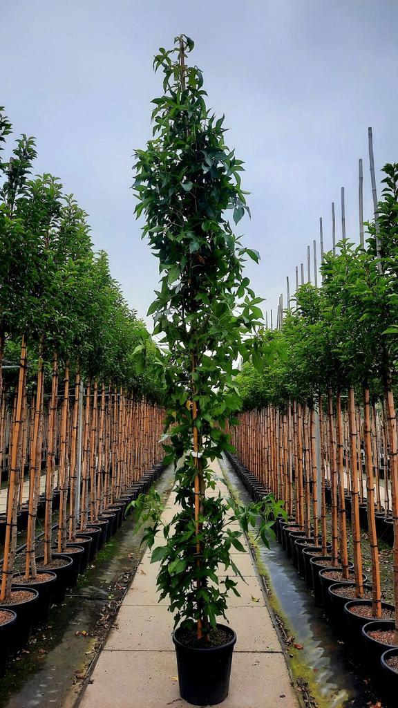 Liquidambar  Slender Silhouette🌿🍁 zuil Amberboom, Tuin en Terras, Planten | Bomen, Ophalen