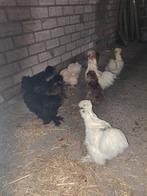 U S A broedeieren, Dieren en Toebehoren, Pluimvee, Geslacht onbekend, Kip