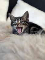 Noorse boskat kittens kruising, Dieren en Toebehoren, Meerdere dieren, Gechipt, 0 tot 2 jaar