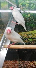 Rijstvogel koppel wit., Dieren en Toebehoren, Vogels | Overige Vogels, Meerdere dieren