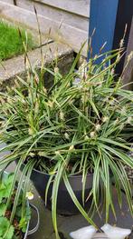 Carex morrowii siergras, Halfschaduw, Vaste plant, Siergrassen, Ophalen of Verzenden