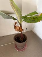 Jonge Bananenboom, Ophalen, Fruitplant, Halfschaduw, In pot