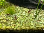 Vuurgarnalen, Dieren en Toebehoren, Vissen | Aquariumvissen, Kreeft, Krab of Garnaal, Zoetwatervis, Schoolvis