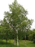 **ACTIE** Betula pendula, Ruwe berk, Inheems, Tuin en Terras, Planten | Bomen, Bloeit niet, Ophalen of Verzenden, 100 tot 250 cm