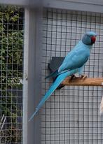 Halsbandparkieten., Meerdere dieren, Parkiet