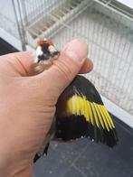 Mooi kleine putter man, Dieren en Toebehoren, Vogels | Overige Vogels, Mannelijk, Wildzangvogel