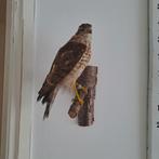 Taxidermie Ijslands smelleken valk opgezet roofvogel, Ophalen of Verzenden, Zo goed als nieuw, Vogel, Opgezet dier