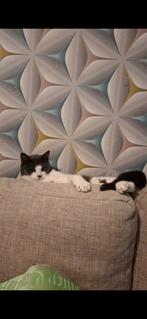 1 kater te koop, Dieren en Toebehoren, Katten en Kittens | Raskatten | Korthaar, Kater, Gechipt