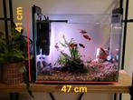 Aquarium 40 liter met vissen, Dieren en Toebehoren, Ophalen of Verzenden, Zo goed als nieuw, Gevuld zoetwateraquarium