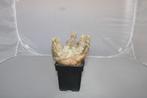 pachypodium densiflorum, Huis en Inrichting, Vetplant, Ophalen of Verzenden, Minder dan 100 cm, Volle zon