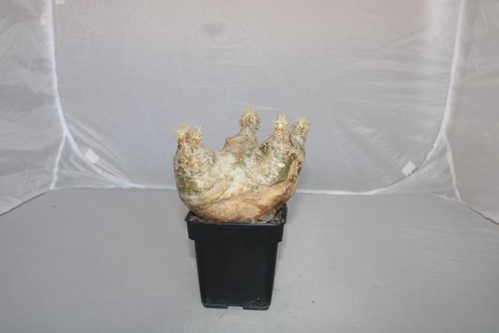 pachypodium densiflorum, Huis en Inrichting, Kamerplanten, Vetplant, Minder dan 100 cm, Groene kamerplant, Volle zon, Ophalen of Verzenden