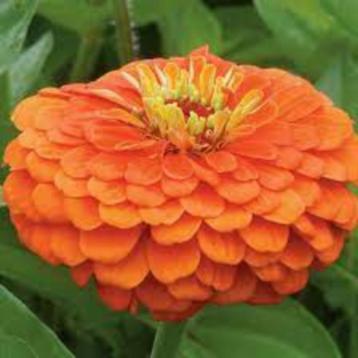 Zaden Zinnia elegans Orange King beschikbaar voor biedingen
