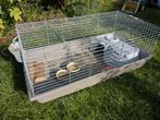 Knaagdieren kooi plus cavia, Dieren en Toebehoren, Kooi, Cavia, Ophalen, Minder dan 60 cm