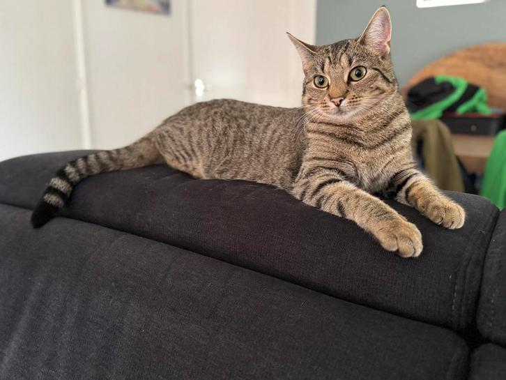 Lieve poes zoekt nieuw huis, Dieren en Toebehoren, Katten en Kittens | Raskatten | Korthaar, Poes, 0 tot 2 jaar, Ontwormd