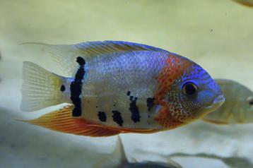 koppel heros severum 15cm te koop zuid amerika beschikbaar voor biedingen