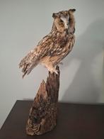 Ransuil taxidermie opgezet geprepareerd uil, Ophalen, Zo goed als nieuw, Vogel, Opgezet dier