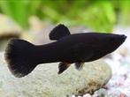 Black molly, Dieren en Toebehoren, Overige typen, Zoetwatervis