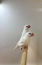 Rijstvogels isabel wit (jong), Geslacht onbekend, Tropenvogel