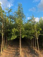 Styphnolobium japonicum honingboom, Tuin en Terras, Ophalen, Volle zon, Overige soorten, 250 tot 400 cm