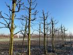 Oudere halfstam fruitbomen, kers , appel, peer, Tuin en Terras, Planten | Fruitbomen, Ophalen of Verzenden, 250 tot 400 cm, Appelboom