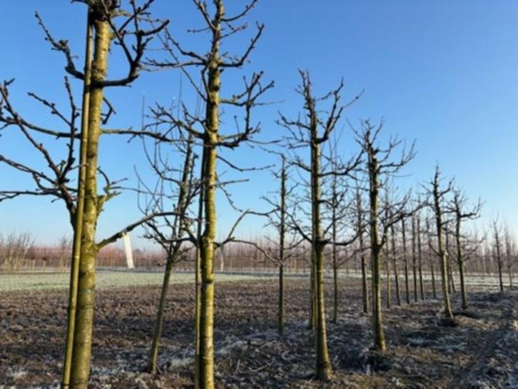 Oudere halfstam fruitbomen, kers , appel, peer, Tuin en Terras, Planten | Fruitbomen, Appelboom, 250 tot 400 cm, Lente, Ophalen of Verzenden