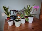 Kamerplanten - Orchidee, sansevieria, munt, Huis en Inrichting, Kamerplanten, Ophalen, Overige soorten, Halfschaduw, Minder dan 100 cm