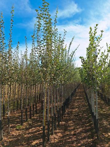 Crataegus laevigata 'Paul's Scarlet' 🌿🌺 (rode meidoorn) beschikbaar voor biedingen