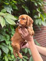 Lieve Cavapoo F1B puppy’s – gezinshond & hypoallergeen, Dieren en Toebehoren, CDV (hondenziekte), 8 tot 15 weken, Meerdere, Meerdere dieren