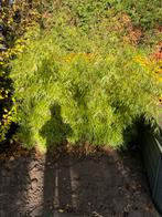 Fargesia Rufa Bamboe - Prachtige Tuinplant!, Tuin en Terras, Bloeit niet, Halfschaduw, 100 tot 250 cm, Overige soorten