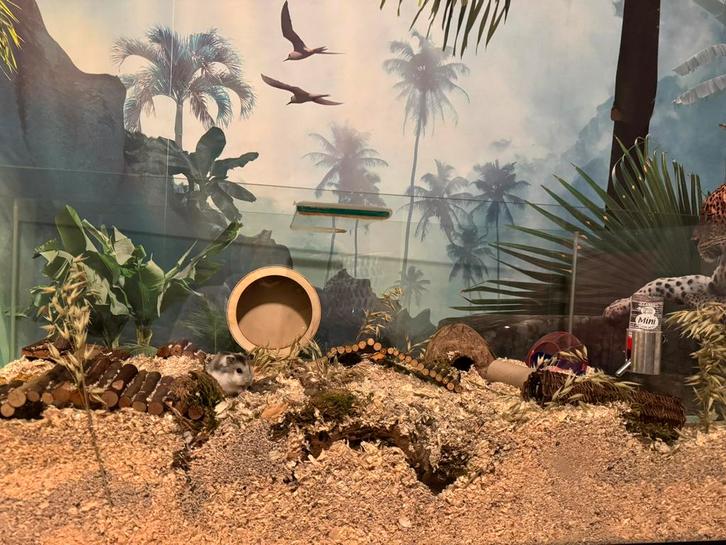 Hamster terrarium / kooi hamsterscaping, Dieren en Toebehoren, Knaagdieren en Konijnen | Hokken en Kooien, Kooi, 90 cm of meer