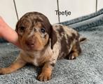 Prachtig nestje teckel Pups, België, Standaard, Particulier, Rabiës (hondsdolheid)